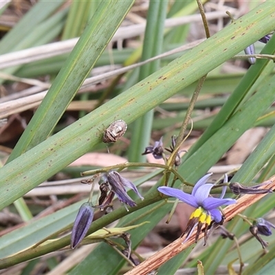 Menida plebeia at Lyons, ACT - 12 Nov 2024 by ran452