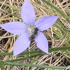 Lasioglossum (Chilalictus) sp. (genus & subgenus) at Lyons, ACT - 12 Nov 2024