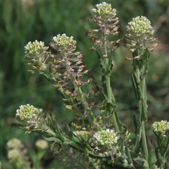 Lepidium sp. at Dry Plain, NSW - 9 Nov 2024 by AndyRoo