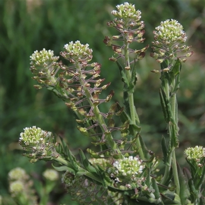 Lepidium sp. at Dry Plain, NSW - 9 Nov 2024 by AndyRoo