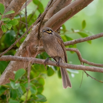 Caligavis chrysops (Yellow-faced Honeyeater) at Wallaroo, NSW - 12 Nov 2024 by Jek