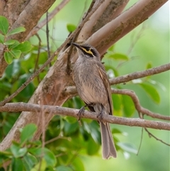 Caligavis chrysops at Wallaroo, NSW - 12 Nov 2024