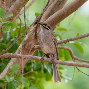 Caligavis chrysops at Wallaroo, NSW - 12 Nov 2024