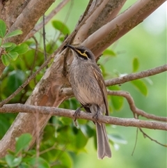 Caligavis chrysops at Wallaroo, NSW - 12 Nov 2024