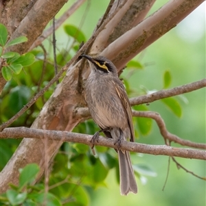 Caligavis chrysops at Wallaroo, NSW - 12 Nov 2024