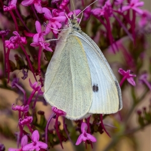 Pieris rapae at Wallaroo, NSW - 12 Nov 2024 01:39 PM