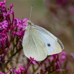 Pieris rapae at Wallaroo, NSW - 12 Nov 2024