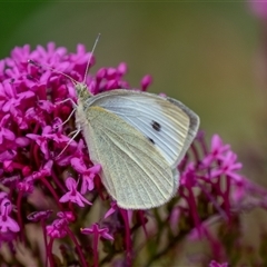 Pieris rapae at Wallaroo, NSW - 12 Nov 2024