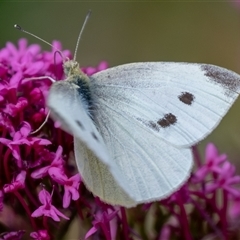 Pieris rapae at Wallaroo, NSW - 12 Nov 2024 01:39 PM