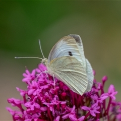 Pieris rapae at Wallaroo, NSW - 12 Nov 2024