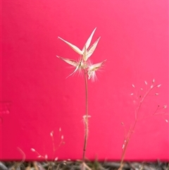 Rytidosperma erianthum (Hill Wallaby Grass) at Fadden, ACT - 12 Nov 2024 by cosmowhite