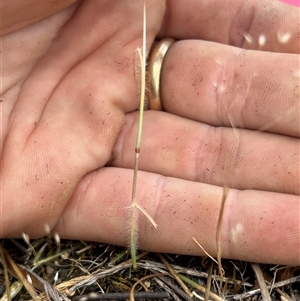 Rytidosperma erianthum at Fadden, ACT - 12 Nov 2024 03:05 PM