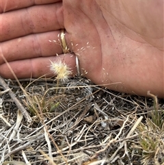 Rytidosperma erianthum at Fadden, ACT - 12 Nov 2024 03:05 PM