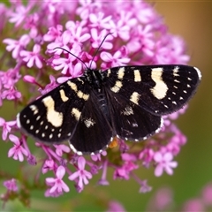 Phalaenoides tristifica (Willow-herb Day-moth) at Wallaroo, NSW - 6 Nov 2024 by Jek