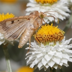 Helicoverpa armigera (Cotton bollworm, Corn earworm) at Yarralumla, ACT - 12 Nov 2024 by TimL