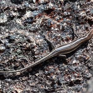 Pseudemoia spenceri at Cotter River, ACT - 1 Nov 2024