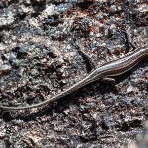 Pseudemoia spenceri at Cotter River, ACT - 1 Nov 2024