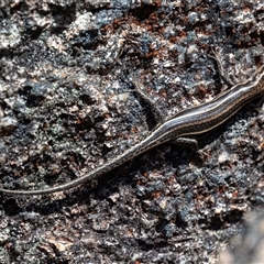 Pseudemoia spenceri at Cotter River, ACT - 1 Nov 2024