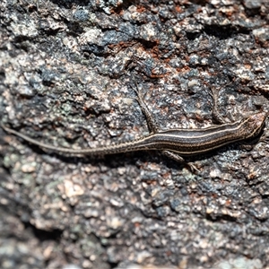 Pseudemoia spenceri at Cotter River, ACT - 1 Nov 2024