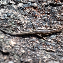 Pseudemoia spenceri at Cotter River, ACT - 1 Nov 2024