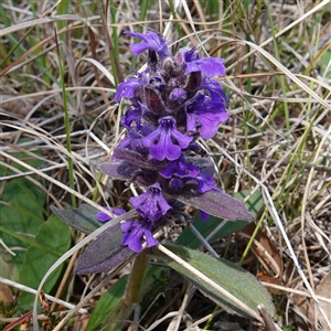 Ajuga australis at Gundary, NSW - 22 Oct 2024