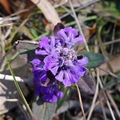 Ajuga australis at Gundary, NSW - suppressed