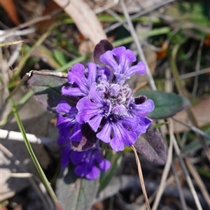 Ajuga australis at Gundary, NSW - suppressed