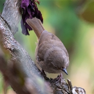 Sericornis frontalis (White-browed Scrubwren) at Wallaroo, NSW by Jek