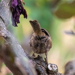 Sericornis frontalis at Wallaroo, NSW - 7 Nov 2024