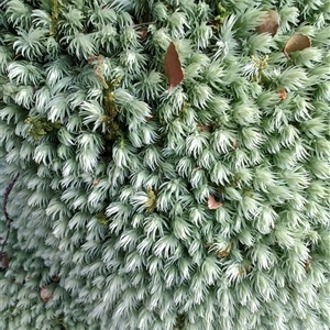 Unidentified Moss, Liverwort or Hornwort at Corinna, TAS by LyndalT