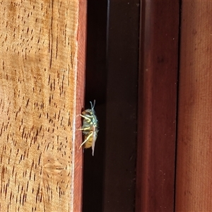 Unidentified Wasp (Hymenoptera, Apocrita) at Corinna, TAS by LyndalT