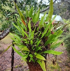 Zealandia pustulata (Kangaroo Fern) at Corinna, TAS - 8 Nov 2024 by LyndalT