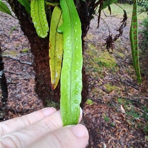 Zealandia pustulata at Corinna, TAS - 8 Nov 2024