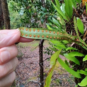 Zealandia pustulata at Corinna, TAS - 8 Nov 2024