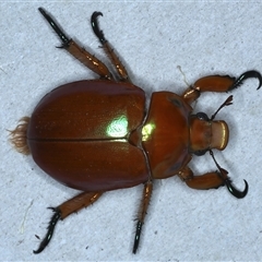 Anoplognathus viriditarsis (Green-footed Christmas beetle) at Rosedale, NSW - 6 Nov 2024 by jb2602