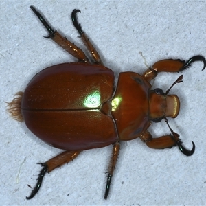 Anoplognathus viriditarsis (Green-footed Christmas beetle) at Rosedale, NSW by jb2602