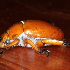 Anoplognathus viriditarsis at Rosedale, NSW - 6 Nov 2024