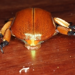 Anoplognathus viriditarsis at Rosedale, NSW - 6 Nov 2024