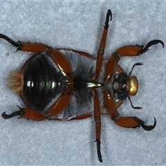 Anoplognathus viriditarsis at Rosedale, NSW - 6 Nov 2024