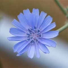 Cichorium intybus (Chicory) at McKellar, ACT - 10 Nov 2024 by AlisonMilton