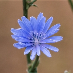 Cichorium intybus at McKellar, ACT - 11 Nov 2024 10:10 AM