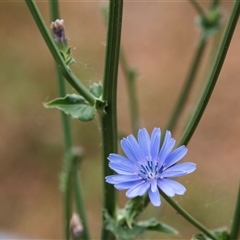 Cichorium intybus at McKellar, ACT - 11 Nov 2024 10:10 AM