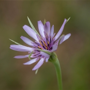 Tragopogon porrifolius subsp. porrifolius at McKellar, ACT - 11 Nov 2024 10:18 AM