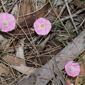 Convolvulus angustissimus subsp. angustissimus at McKellar, ACT - 11 Nov 2024