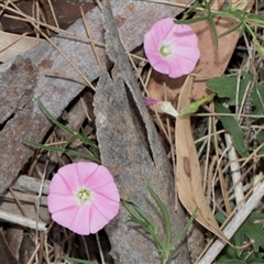 Convolvulus angustissimus subsp. angustissimus at McKellar, ACT - 11 Nov 2024