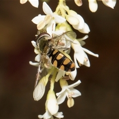 Melangyna viridiceps (Hover fly) at Hawker, ACT - 11 Nov 2024 by AlisonMilton