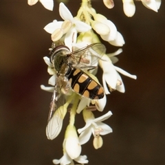 Melangyna viridiceps (Hover fly) at Hawker, ACT - 11 Nov 2024 by AlisonMilton