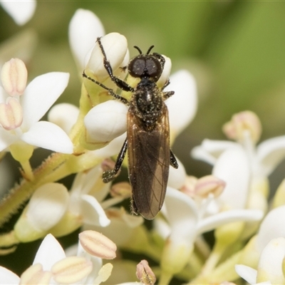 Bibio imitator (Garden maggot) at Hawker, ACT - 11 Nov 2024 by AlisonMilton