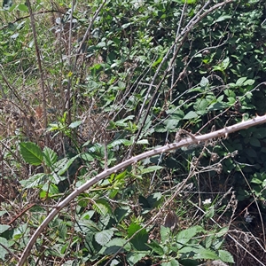 Rubus anglocandicans at Yarralumla, ACT - 12 Nov 2024 10:42 AM