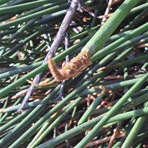 Eleocharis sphacelata at Yarralumla, ACT - 12 Nov 2024